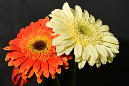 Foto de Primer plano de hermosas flores de gerberas - Imagen libre de derechos