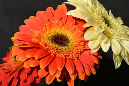 Foto de Primer plano de hermosas flores de gerberas - Imagen libre de derechos