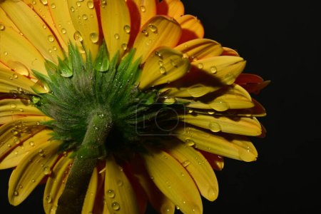 Téléchargez les photos : Gros plan de belle fleur de gerbera - en image libre de droit