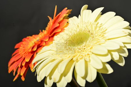 Téléchargez les photos : Belles fleurs de gerbera sur fond sombre - en image libre de droit