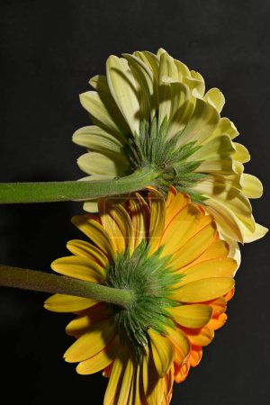 Photo for Beautiful gerbera flowers on dark background - Royalty Free Image