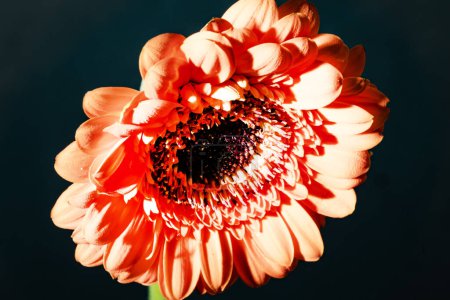 Foto de Vista de cerca de la hermosa flor de gerberas rojas - Imagen libre de derechos