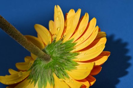 Téléchargez les photos : Belle fleur de gerbera jaune, vue rapprochée - en image libre de droit
