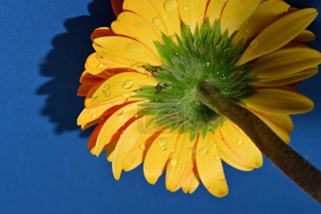 Photo for Beautiful yellow gerbera flower, close up view - Royalty Free Image