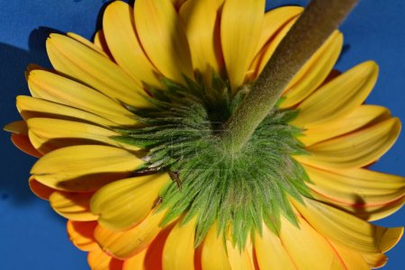 Téléchargez les photos : Belle fleur de gerbera jaune, vue rapprochée - en image libre de droit