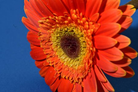Téléchargez les photos : Vue rapprochée de belle fleur de gerbera rouge - en image libre de droit