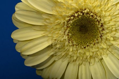 Photo for Beautiful yellow gerbera flower, close up view - Royalty Free Image