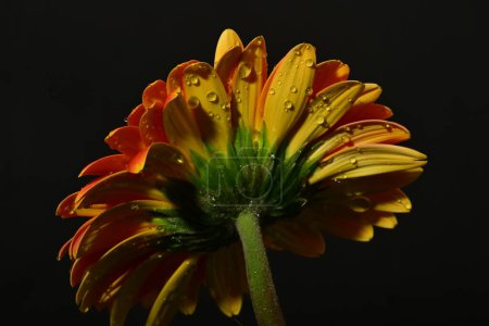 Photo for Yellow gerbera flower on black background - Royalty Free Image