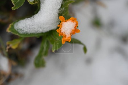 Téléchargez les photos : Belle photo botanique, fond d'écran naturel - en image libre de droit