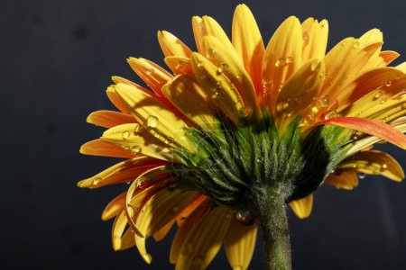 Foto de Hermosa flor de gerberas, vista de cerca - Imagen libre de derechos