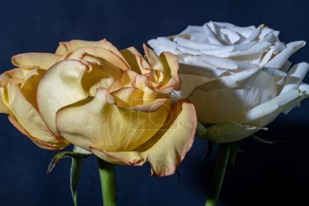 Téléchargez les photos : Belles fleurs, vue rapprochée - en image libre de droit