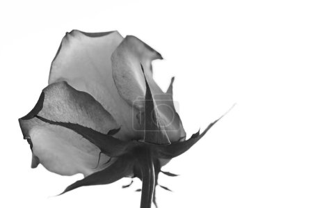 Téléchargez les photos : Rose noire sur fond blanc - en image libre de droit