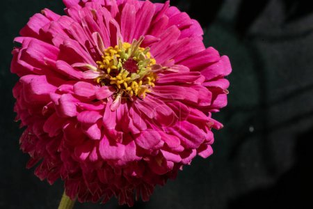 Téléchargez les photos : Gros plan de fleur en fleurs dans le jardin - en image libre de droit