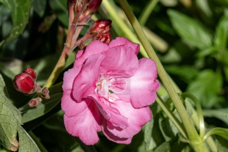 Foto de Primer plano de flores florecientes en el jardín - Imagen libre de derechos