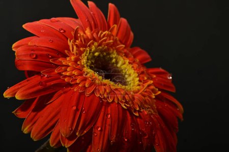 Foto de Hermosa flor brillante gerbera sobre fondo oscuro - Imagen libre de derechos