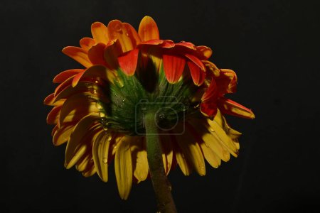 Téléchargez les photos : Belle fleur de gerbera lumineuse sur fond sombre - en image libre de droit
