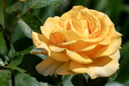 Téléchargez les photos : Belles fleurs roses dans le jardin - en image libre de droit