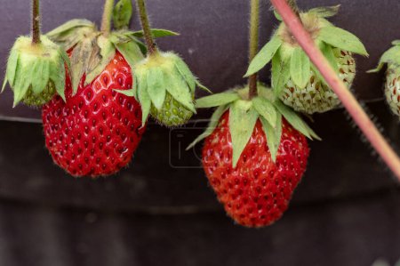 Photo for Red strawberries growing in a garden - Royalty Free Image