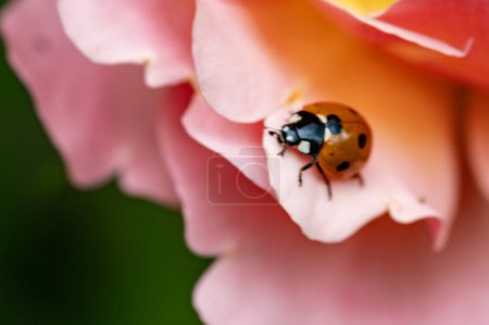 Photo for Macro of a beetle on a pink flower - Royalty Free Image