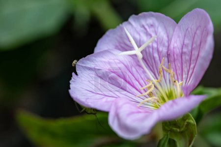 Téléchargez les photos : Belles fleurs de clématites dans le jardin - en image libre de droit