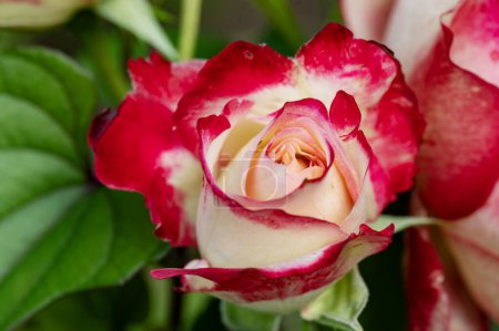 Téléchargez les photos : Belles fleurs roses dans le jardin - en image libre de droit