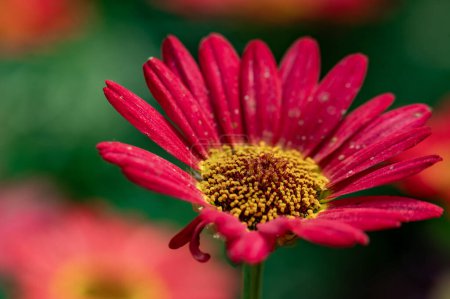 Téléchargez les photos : Fleurs rouges dans le jardin - en image libre de droit