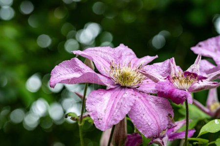 Téléchargez les photos : Belles fleurs de clématites dans le jardin - en image libre de droit