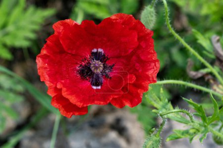 Téléchargez les photos : Fleurs de pavot rouge dans le jardin - en image libre de droit