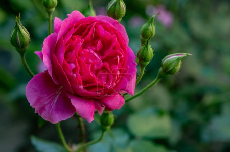 Téléchargez les photos : De belles roses poussant dans le jardin - en image libre de droit