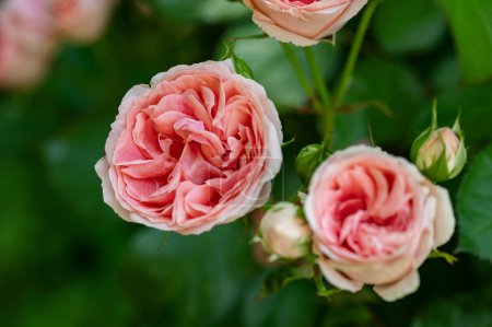 Téléchargez les photos : De belles roses poussant dans le jardin - en image libre de droit