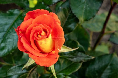 Téléchargez les photos : Gros plan de fleur de rose en fleurs dans le jardin - en image libre de droit