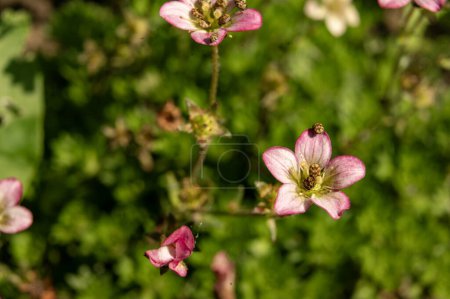 Foto de Primer plano de flores florecientes en el jardín - Imagen libre de derechos