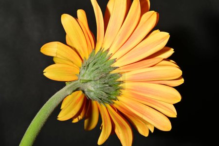 Foto de Hermosa flor de gerberas, vista de cerca - Imagen libre de derechos