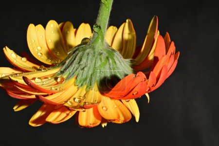 Téléchargez les photos : Belle fleur de gerbera, vue rapprochée - en image libre de droit