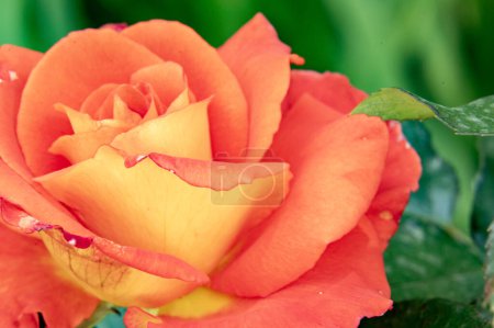Téléchargez les photos : Belle fleur rose vif, vue rapprochée - en image libre de droit