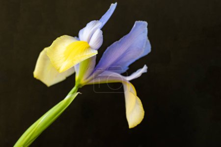 Photo for Beautiful bright  flower, close up view - Royalty Free Image