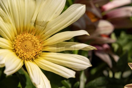 Téléchargez les photos : Belle fleur lumineuse, vue rapprochée - en image libre de droit
