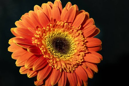 Photo for Beautiful gerbera flower, close up view - Royalty Free Image