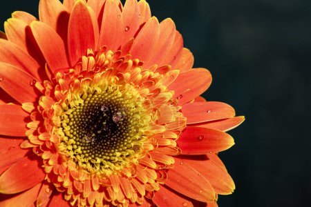 Téléchargez les photos : Belle fleur de gerbera, vue rapprochée - en image libre de droit