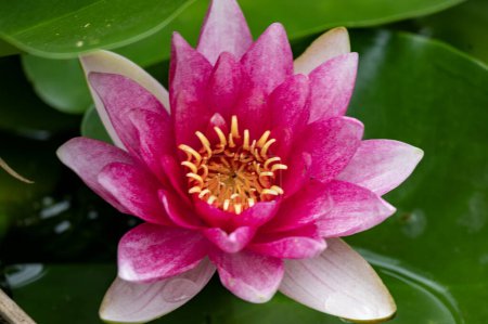 Foto de Flor de loto rosa floreciendo en estanque - Imagen libre de derechos