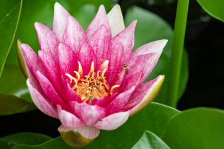 Téléchargez les photos : Fleur de lotus rose fleurissant dans l'étang - en image libre de droit
