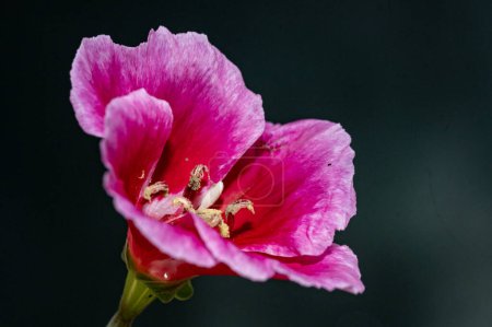 Foto de Primer plano de flor floreciente en el jardín - Imagen libre de derechos