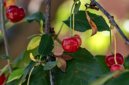 Photo for Ripe red cherries on a branch. - Royalty Free Image