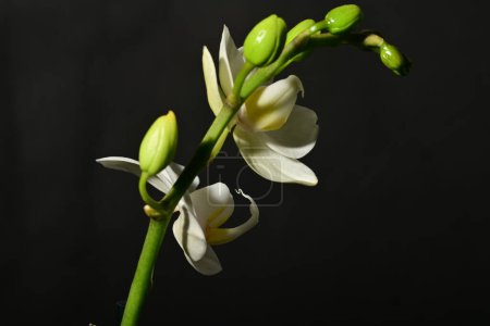 Foto de Hermosa flor de orquídea blanca sobre fondo negro. - Imagen libre de derechos