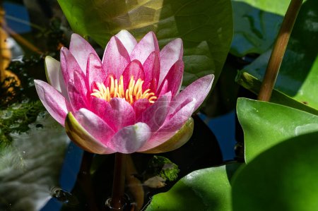 Téléchargez les photos : Gros plan de fleur de lotus dans l'étang - en image libre de droit