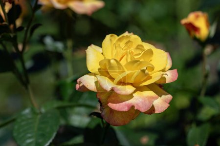 Téléchargez les photos : Gros plan de rose en fleurs dans le jardin - en image libre de droit