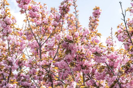 Foto de Hermosas flores de sakura rosa florecen en el jardín - Imagen libre de derechos