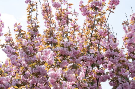 Téléchargez les photos : Belles fleurs roses sakura fleurissent dans le jardin - en image libre de droit