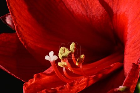 Photo for Close up of blooming  red flower - Royalty Free Image