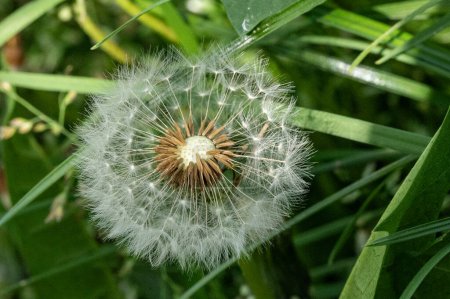 Photo for Dandelion in spring garden, close up view - Royalty Free Image